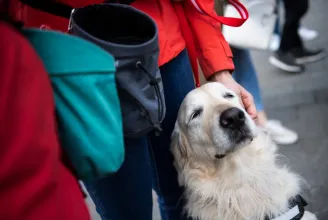 Térítésmentesen látja el az Állatorvostudományi Egyetem a vakvezető kutyákat