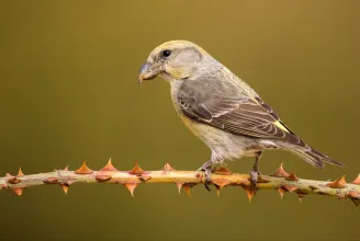 A Madártani Egyesület elmagyarázza, miért van most ennyire kevés madár az etetőkön
