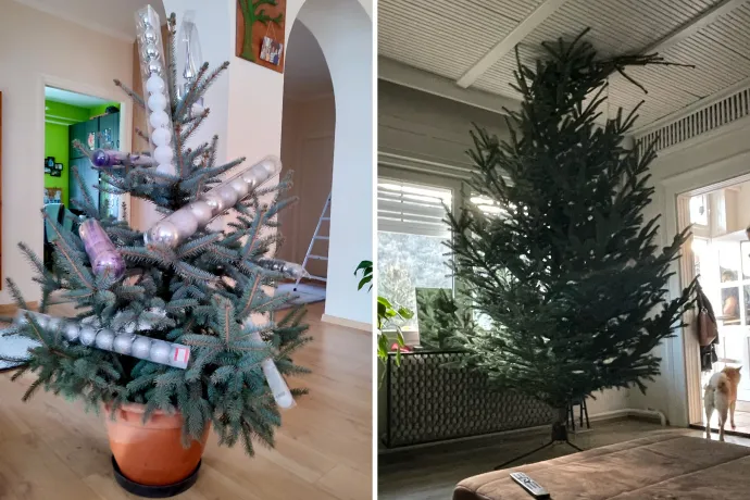 Olvasóink nyolc alapvető tévedése a karácsonyfáról