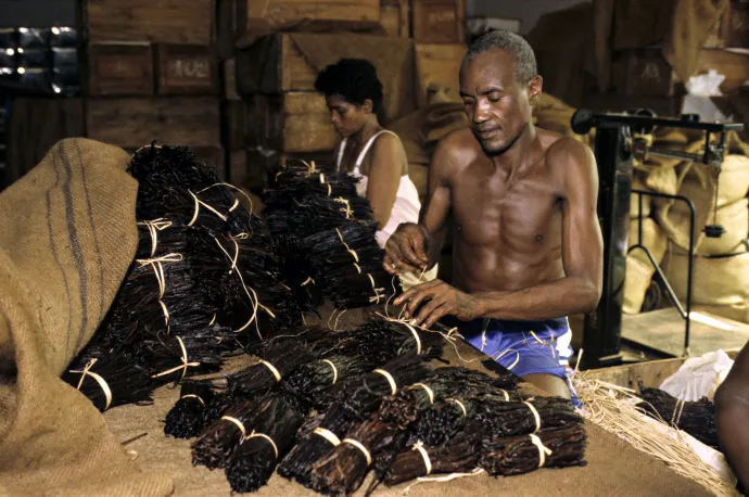 Munkások kötegelik a vaníliarudakat egy madagaszkári farmon – Fotó: Dominique Halleux / Biosphoto / AFP