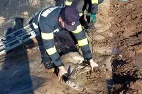 Medencébe pottyant őzet mentettek a bihari tűzoltók