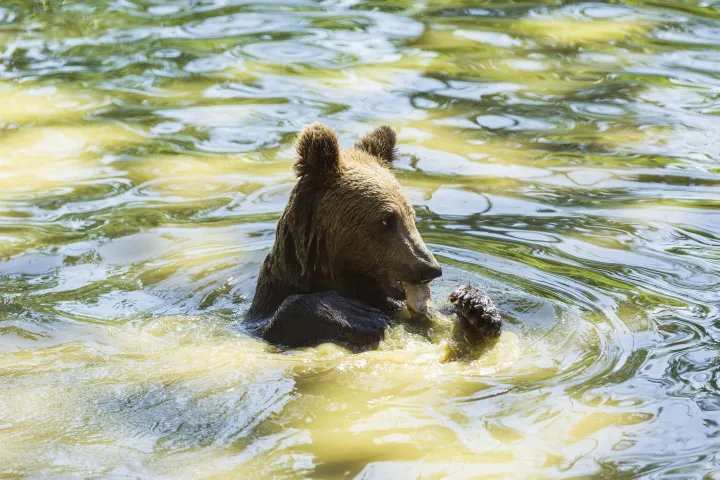 A zernyesti medverezervátumban fürdőző medve – Fotó: Moirenc Camille / AFP