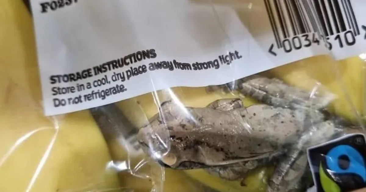 A tree frog has traveled 6,400 km and is stuck next to a banana, becoming the most special rescue