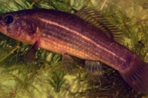 A fokozottan védett lápi póc lett 2023 hala