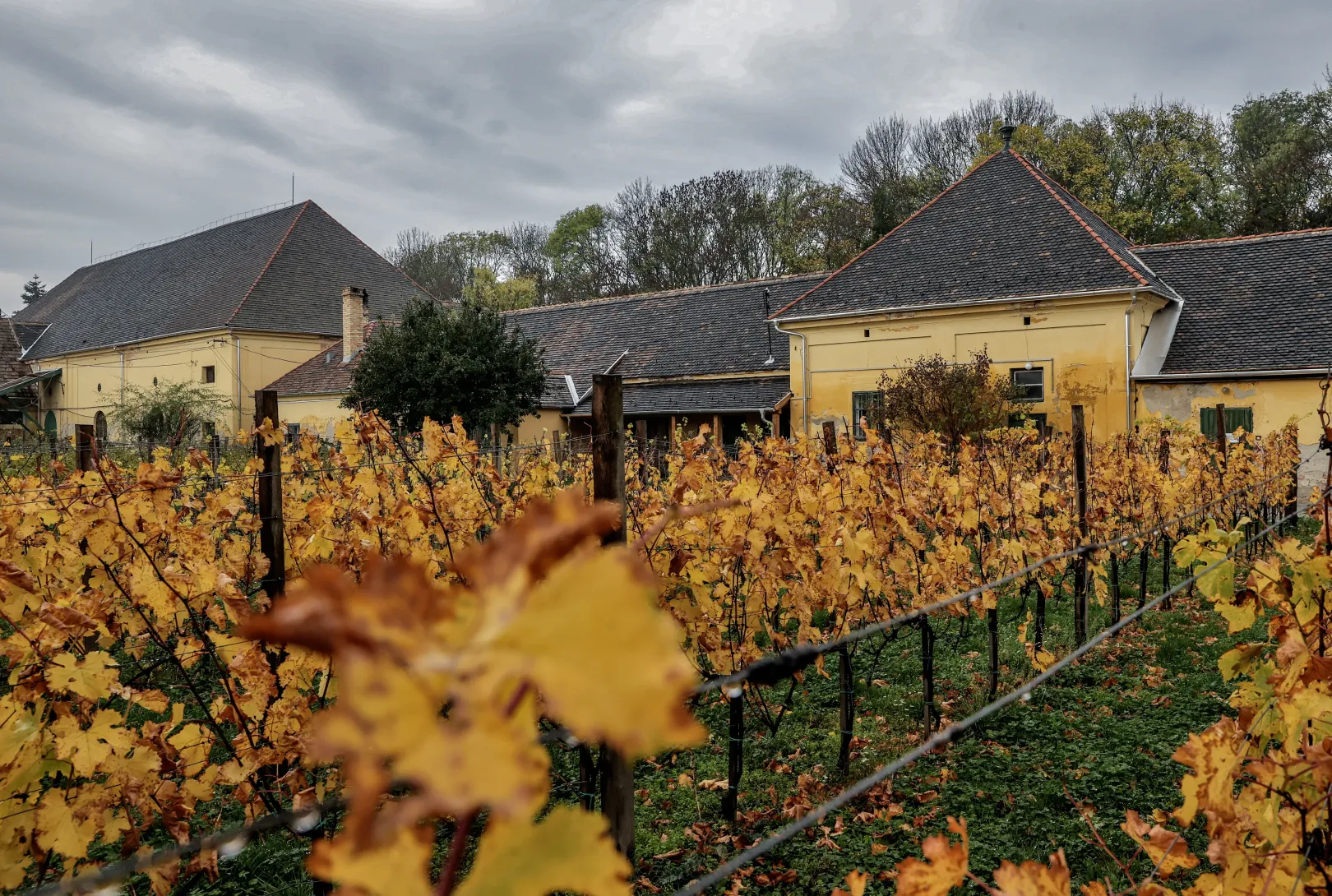 The property includes a vineyard – Photo: István Huszti / Telex