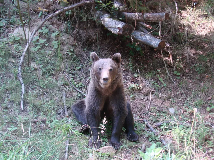 Barna medve (Ursus arctos) a Transzfogarasi út közelében, a Fogarasi-havasokban – Fotó: DenesFeri / Wikipedia