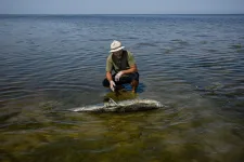 Háború a vízben: február óta több ezer delfin pusztult el a Fekete-tengeren