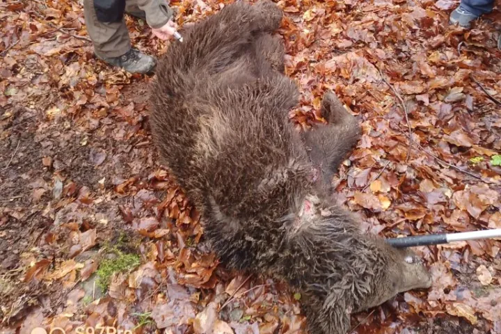 Hurokba szorult kis medvét mentettek meg az állatvédők, a mellette lévő farkas azonban elpusztult