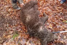 Hurokba szorult kis medvét mentettek meg az állatvédők, a mellette lévő farkas azonban elpusztult