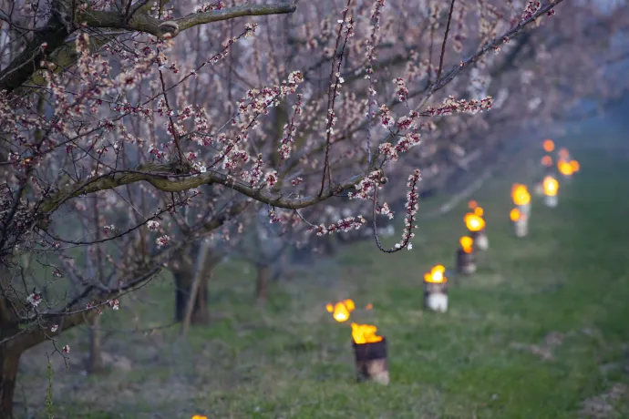 Kajszibarackfákat melegítenek tüzekkel a fagy ellen védekezve egy Balatonvilágos közelében fekvő gyümölcsösben, 2020. március 31-én – Fotó: Varga György / MTI