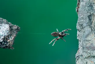 Facér pasikat kiszagoló nők, rosszat álmodó pókok – a legviccesebb tudományos felfedezésekből válogattunk