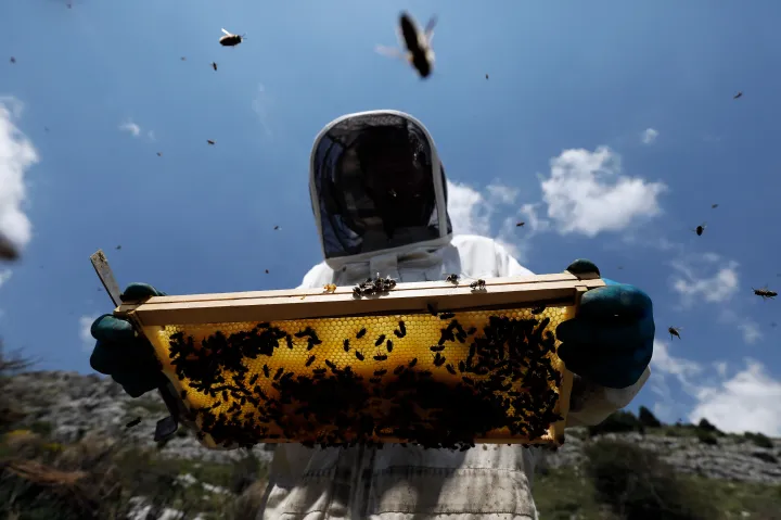 Amerikában engedélyezték az első, méheknek szánt vakcinát