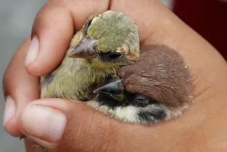 Békés megyében és Budapesten is megjelent a madárinfluenza, a Noé állatotthon összes madarát el kell altatni