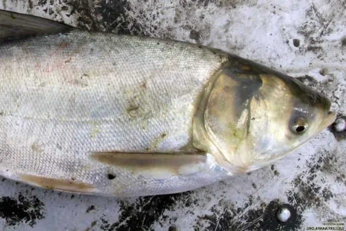 Brutálisan elszaporodtak a nem őshonos halfajok a Tisza-tóban