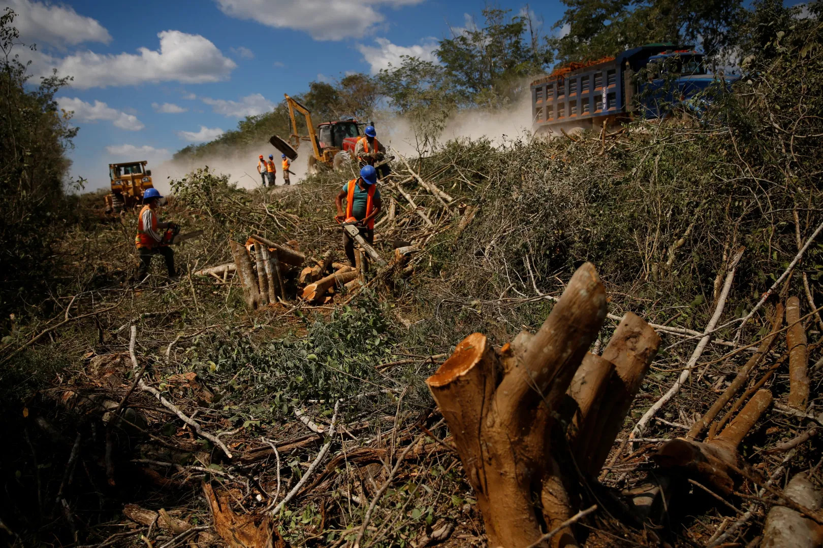 Munkások fát irtanak az új vasútvonal egyik szakaszának építéséhez – Fotó: Jose Luis Gonzalez / Reuters