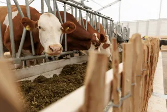 Rábólintott az EB: megkaphatják az állami támogatást a hazai szarvasmarhatartók
