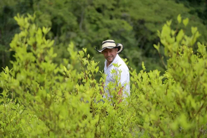 Jose del Carmen Abril a kokaültetvényein a kolumbiai Catatumbóban, 2022. augusztus 20-án. A Catatumbo régió a kokain előállítására használt illegális kokalevél termesztésének legnagyobb területe, ami a szervezett bűnözés egyik központjává teszi – Fotó: Raul Arboleda / AFP