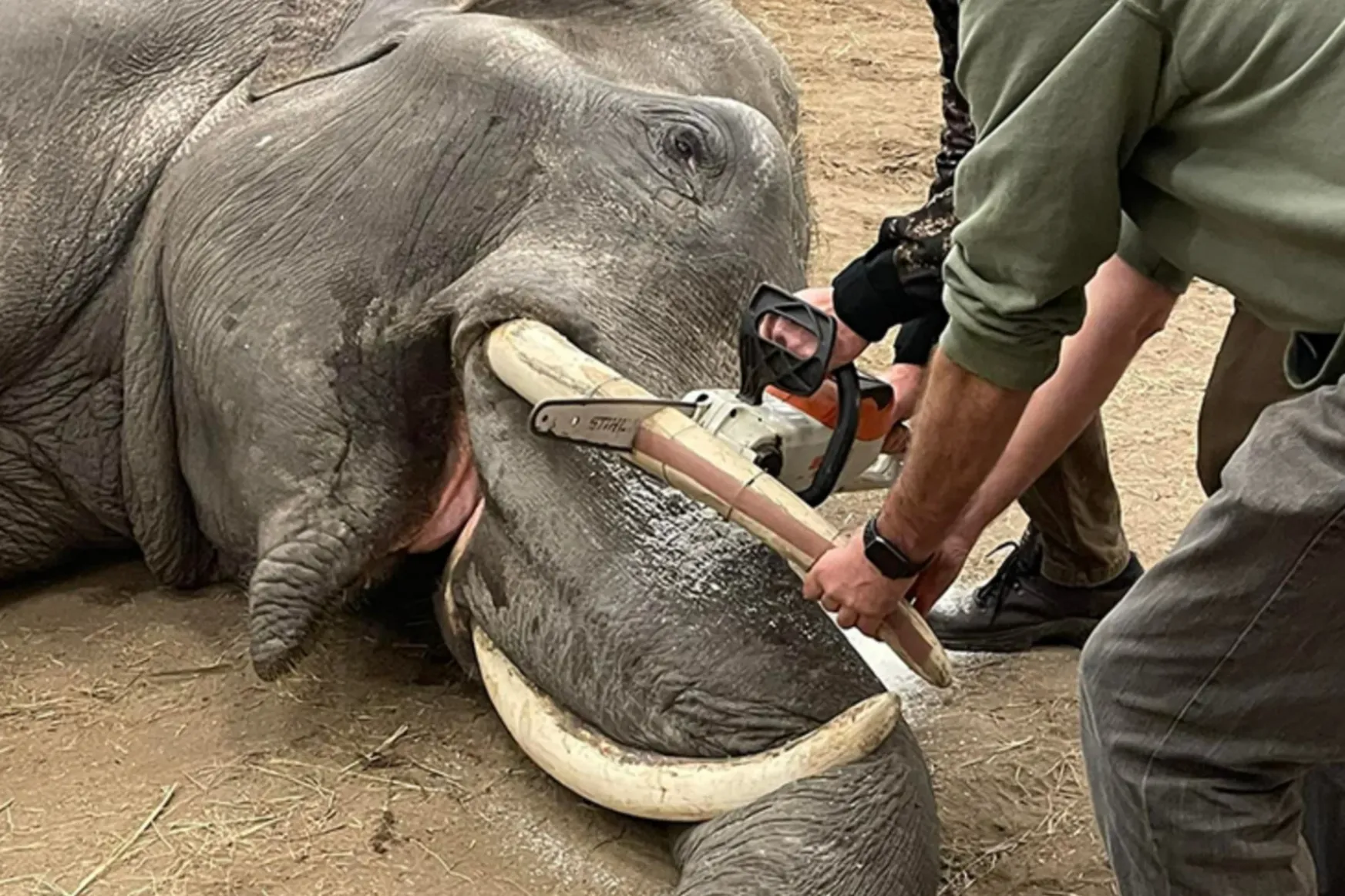 Láncfűrésszel estek neki a fogorvosok a szegedi elefánt agyarának, majd kicsit flexeltek is rajta