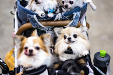 Mitől függ, hogy melyik kutyafajta lesz népszerű?