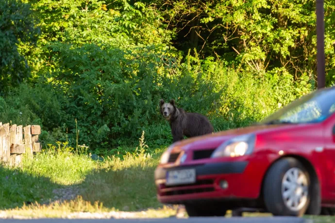 Hargita megyében sokkal kevesebbszer kellett medvét eltávolítsanak a csendőrök tavaly, mint tavalyelőtt