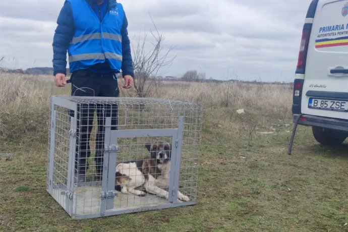 Ismét a kóbor kutyákkal foglalkozó fővárosi felügyeletet támadta a 6. kerület polgármestere, mert leálltak az állatok elaltatásával