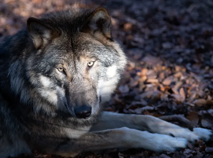 Egy állatparkban nevelkedett farkas – Fotó: Soeren Stache / Picture Alliance / Zentralbild / Getty Images
