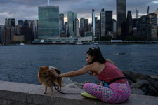 Annyi kutyát vettek az járvány alatt az Egyesült Államokban, hogy az átlagbér kétszeresét lehet megkeresni kutyasétáltatásból