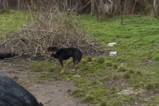 Se élelme, se vize, se háza nem volt a sovány, láncra vert kutyának