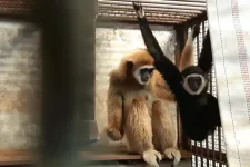 Szeplőtelen fogantatás helyett gibbon-gloryhole állt a rejtélyes japán majomvemhesség mögött