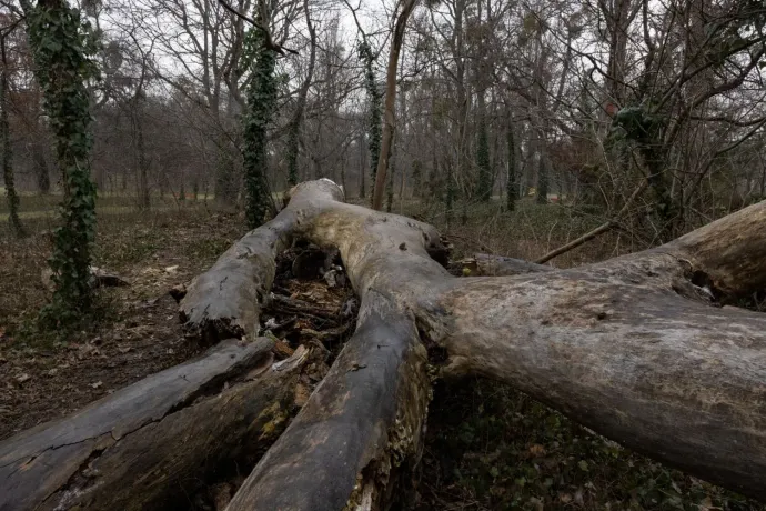 Nem hanyagság vagy pénzhiány az oka, hogy a parkokban hagyják az elpusztult fákat