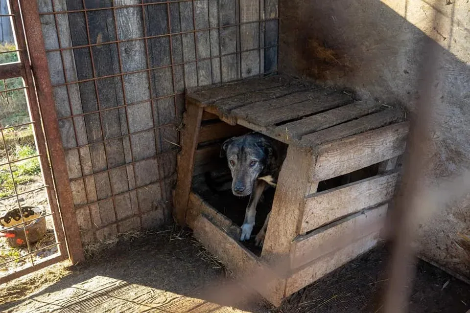 Elfogytak a helyek, több kutyát kell elaltatni a sepsiszentgyörgyi menhelyen