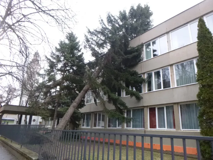 Hatalmas fenyő dőlt a kaposvári szakközépiskola épületére – Fotó: Katasztrófavédelem