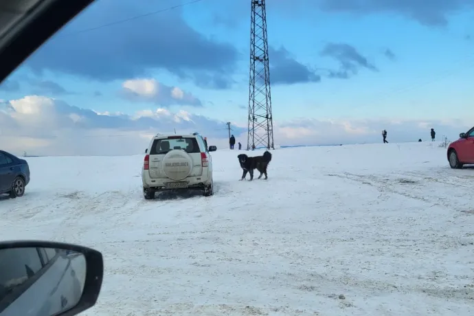 Újabb incidens mutatja, hogy a kóbor kutyák problémája Kolozsvár környékén továbbra is fennáll