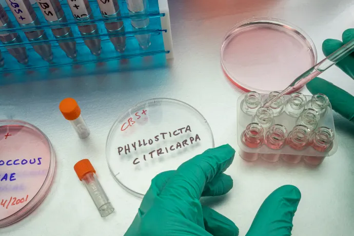 Oda kell figyelni a gombákra, de még nem okoznak zombikórt, mint a The Last of Usban