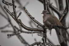 Bodzafordulón -31,1 Celsius-fokra ébredtek