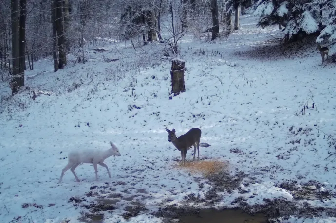 Fehér őz tűnt fel a Bucsecs Nemzeti Parkban