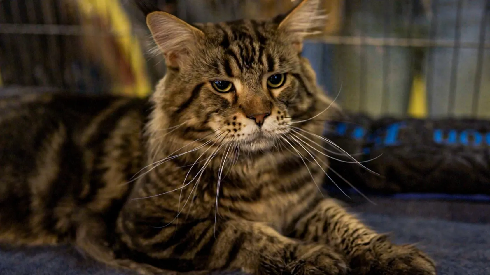 A magyar macskáknak sem jött jól az infláció