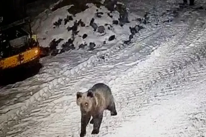 Kétbocsos anyamedvét láttak a marosvásárhelyi Somostetőn