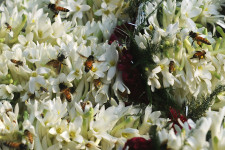 A klímakrízis veszélybe sodorta a parfümfővárost, ahol olyan virág is terem, ami drágább, mint az arany