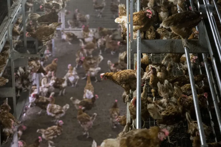 A csirkéknek lassabb növekedési ütemre és több helyre van szükségük – figyelmeztet az Európai Élelmiszerbiztonsági Hatóság