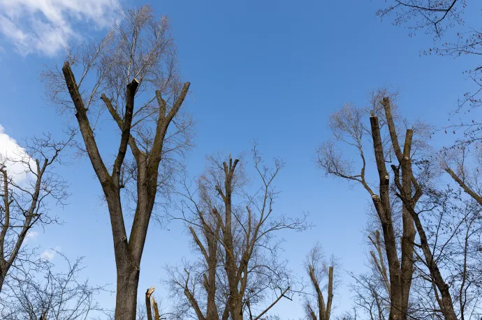 Megcsonkított fák a kolozsvári Sétatéren – Fotó: Tóth Helga / Transtelex