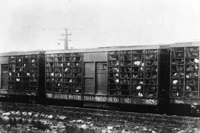 Csirkéket szállító tehervagon Delaware-ben, 1932-ben – Fotó: Agriculture Glass Negative Collection