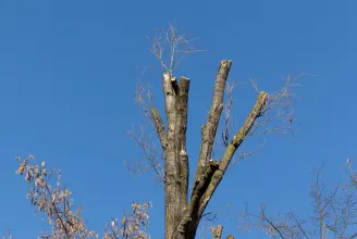 Egy másfajta szakmai hozzáállással magyarázzák a kolozsvári Sétatér fáinak megcsonkítását