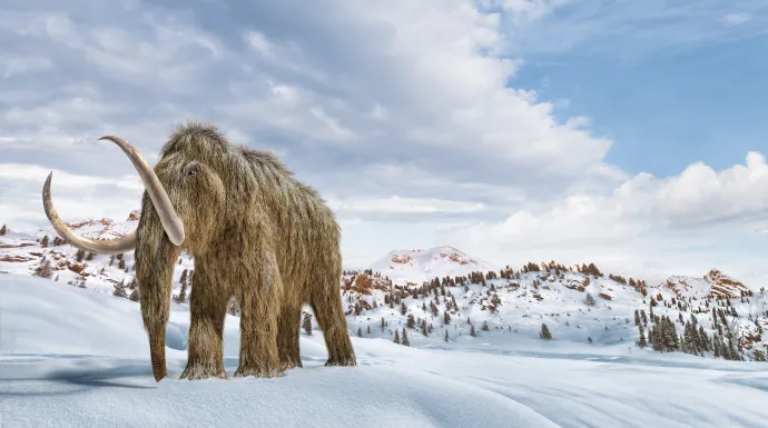 Gyapjas mamut – Fotó: Leonello Calvetti / Science Photo / AFP