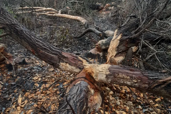 Hódok által megrágott és kidöntött fák – Fotó: Tiszaalpári önkormányzat