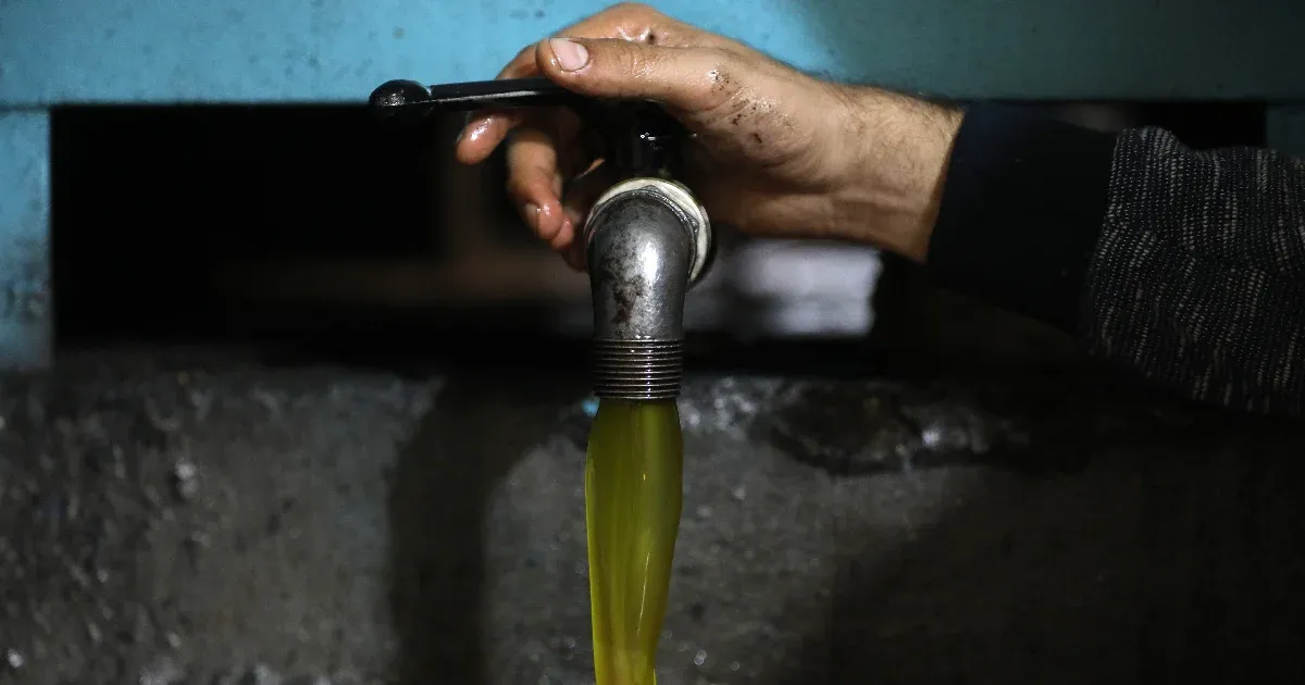Nagyot emelkedhet az olívaolaj ára az aszály miatt