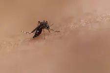 Két, Thaiföldön járt magyarnál igazoltak Zika-vírus-fertőzést