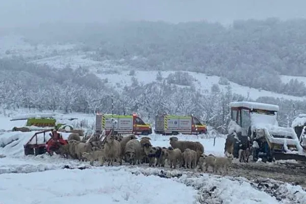 Nyolcvan juh lett a hó súlya alatt beszakadt akol áldozata