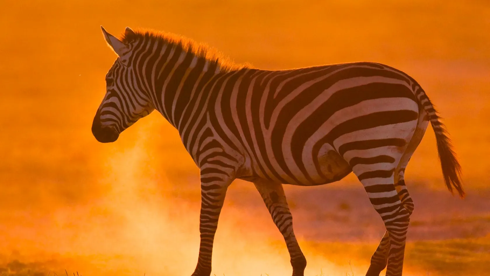 Magyar kutatók új magyarázatot találtak arra, hogyan zavarják össze a zebracsíkok a vérszívókat