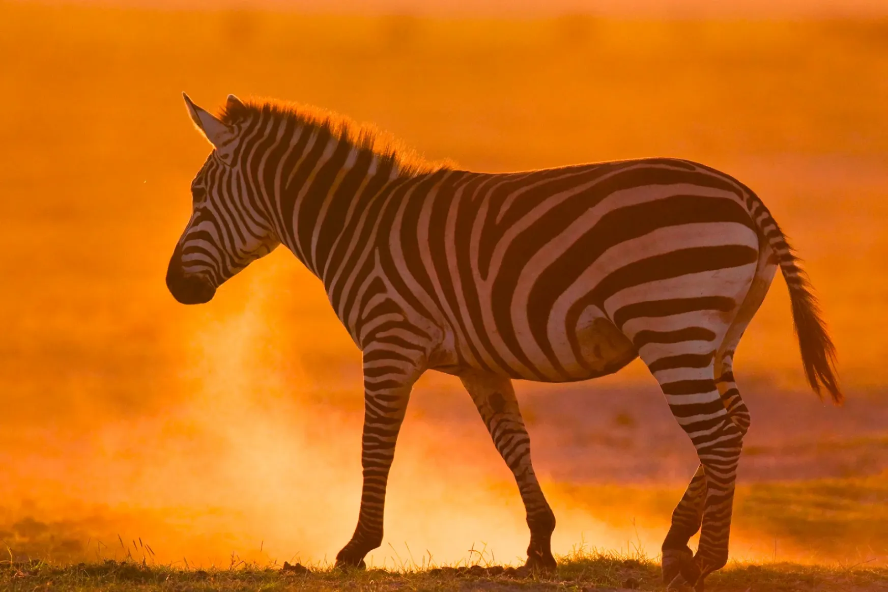 Magyar kutatók új magyarázatot találtak arra, hogyan zavarják össze a zebracsíkok a vérszívókat